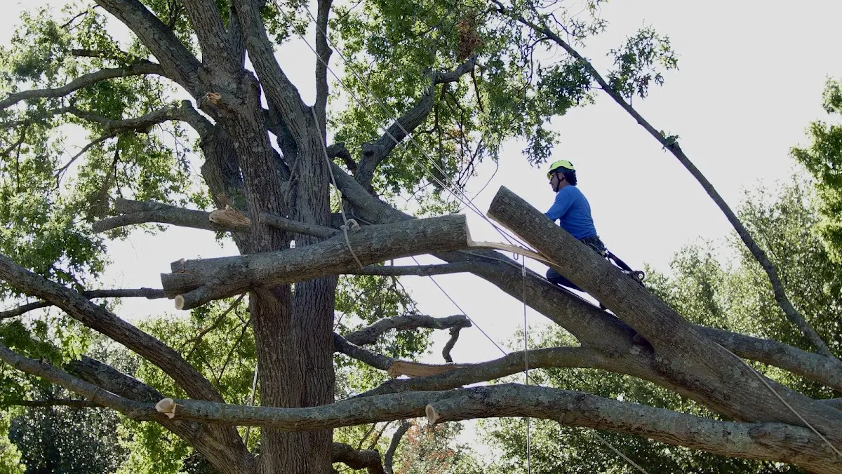 Professional Crown Thinning performed by certified arborists in Canisteo